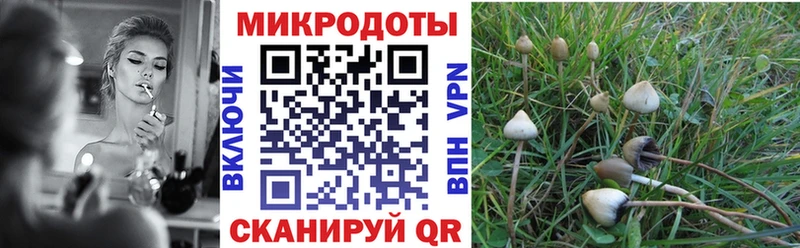дарнет шоп  Борзя  Псилоцибиновые грибы Psilocybine cubensis 